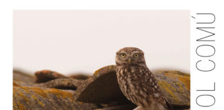 Sortida Guiada per conèixer el Mussol Comú a Prats de Lluçanès