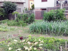 Engega una nova edició del projecte de l’Hort Social de Prats