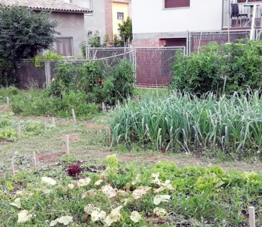 Engega una nova edició del projecte de l’Hort Social de Prats