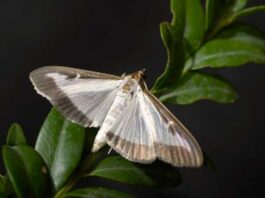 Tractament fitosanitari per combatre l’eruga del boix