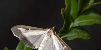 Tractament fitosanitari per combatre l’eruga del boix