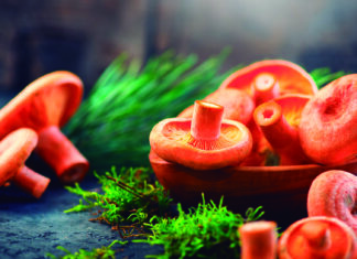 Gaudeix de la tardor a Prats a la Festa “Tocats pel Bolet”