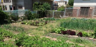 Engega una nova edició del projecte de l’hort comunitari