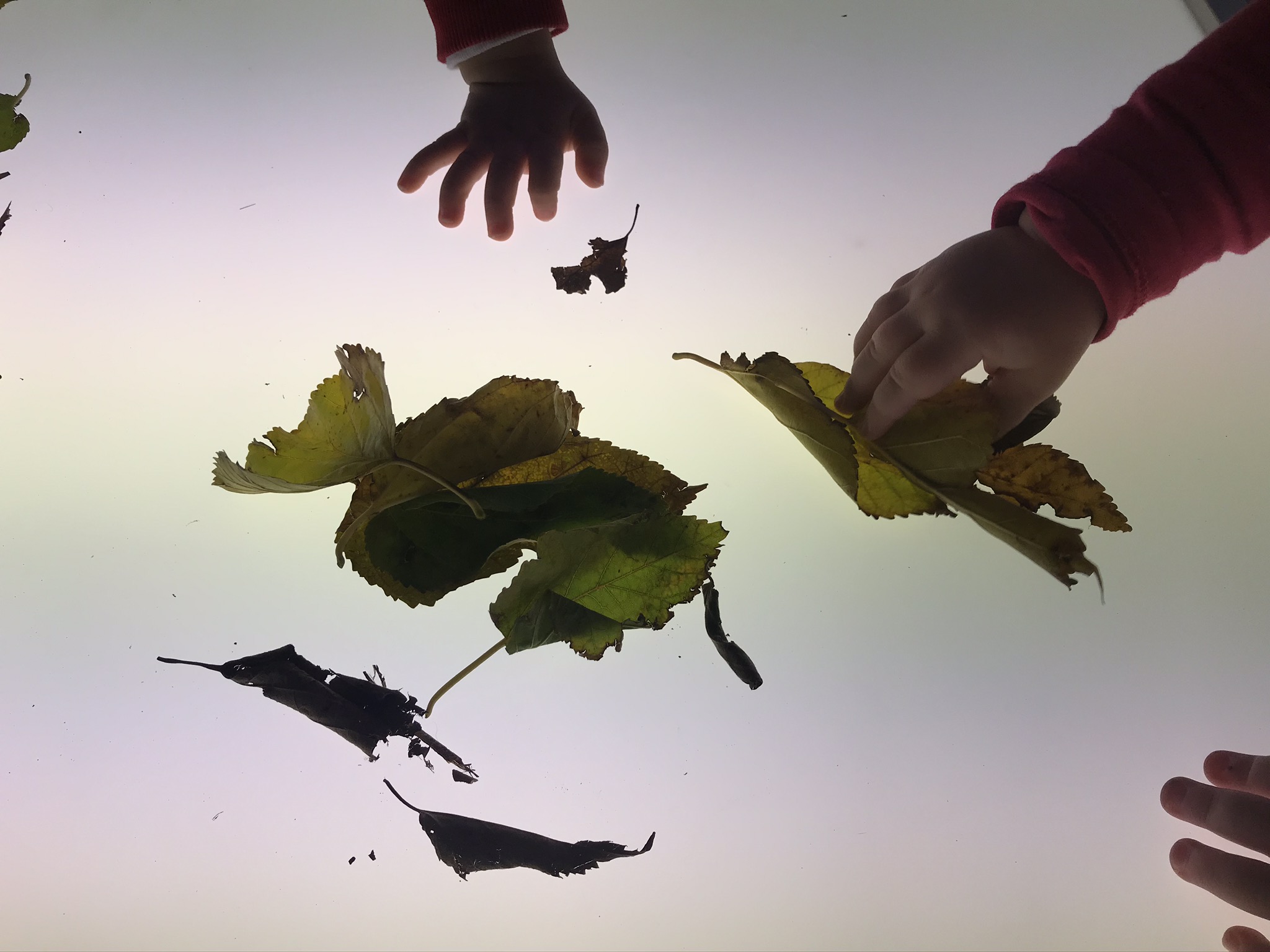 fulles damunt la llum