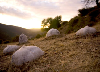 Visita guiada gratuïta a l’exposició ‘En nom de la mare, en nom de la terra’