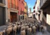 Un ramat d’ovelles que fa la transhumància passarà per Prats de Lluçanès aquest dimecres