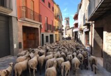 Un ramat d’ovelles que fa la transhumància passarà per Prats de Lluçanès aquest dimecres