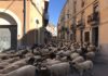 Un ramat d’ovelles que fa la transhumància passarà pel camí ramader de Prats