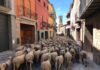 Un ramat d’ovelles que fa la transhumància passarà per Prats de Lluçanès aquest dijous
