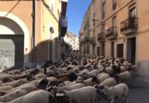 Un ramat d’ovelles que fa la transhumància passarà per Prats de Lluçanès aquest dijous